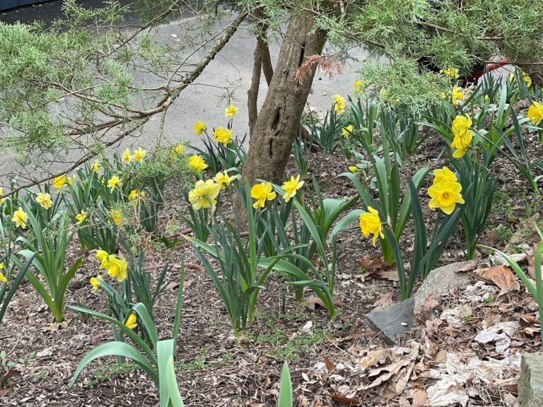 Spring- daffodils in bloom