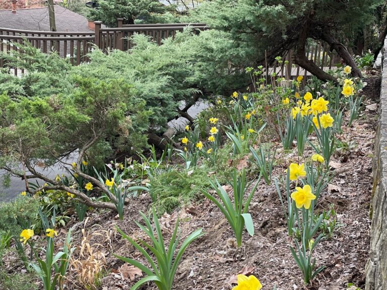 Spring-Hellebores and daffodils in bloom