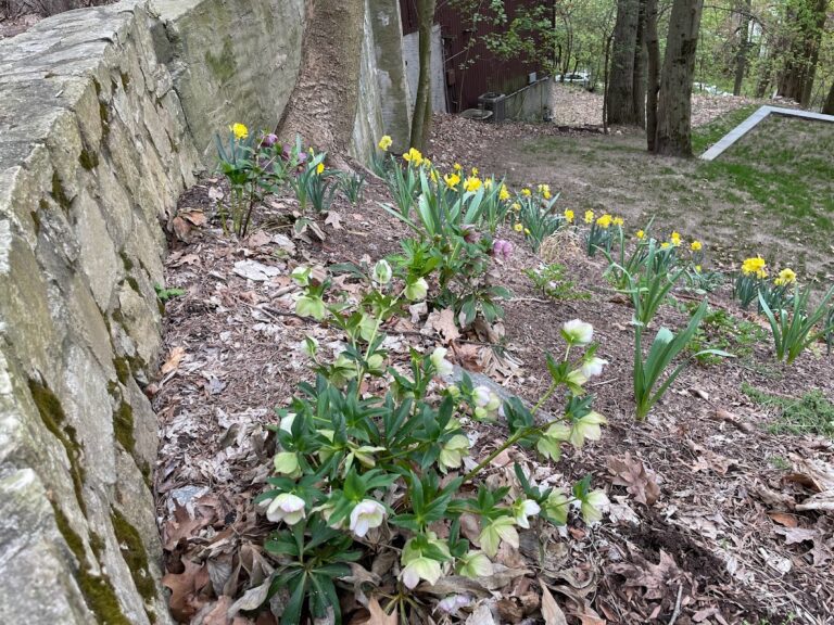 Spring-Hellebores and daffodils in bloom